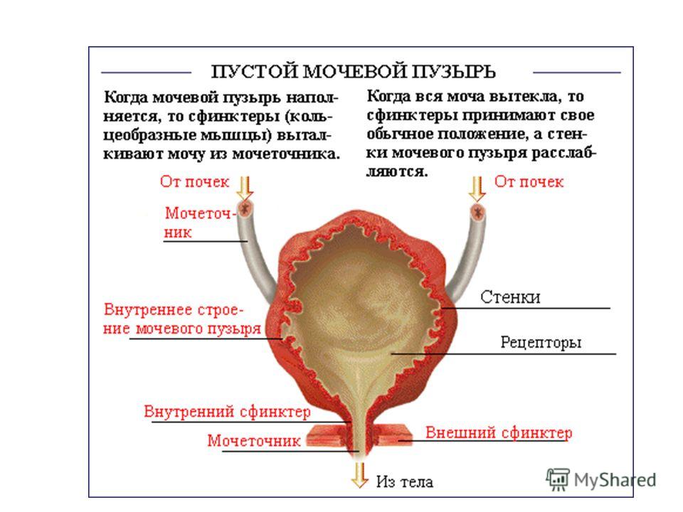Мочевой пузырь и его лечение в домашних условиях Мочевой пузырь и его лечение в домашних условиях