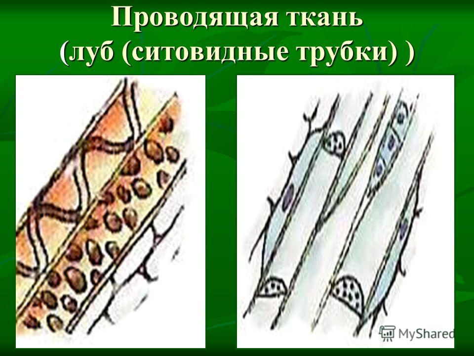 Клетка Проводящей Ткани Растений Рисунок