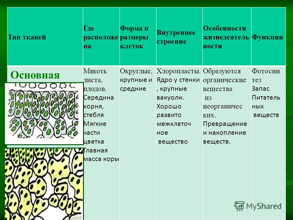 Особенности строения и расположения клеток основной ткани