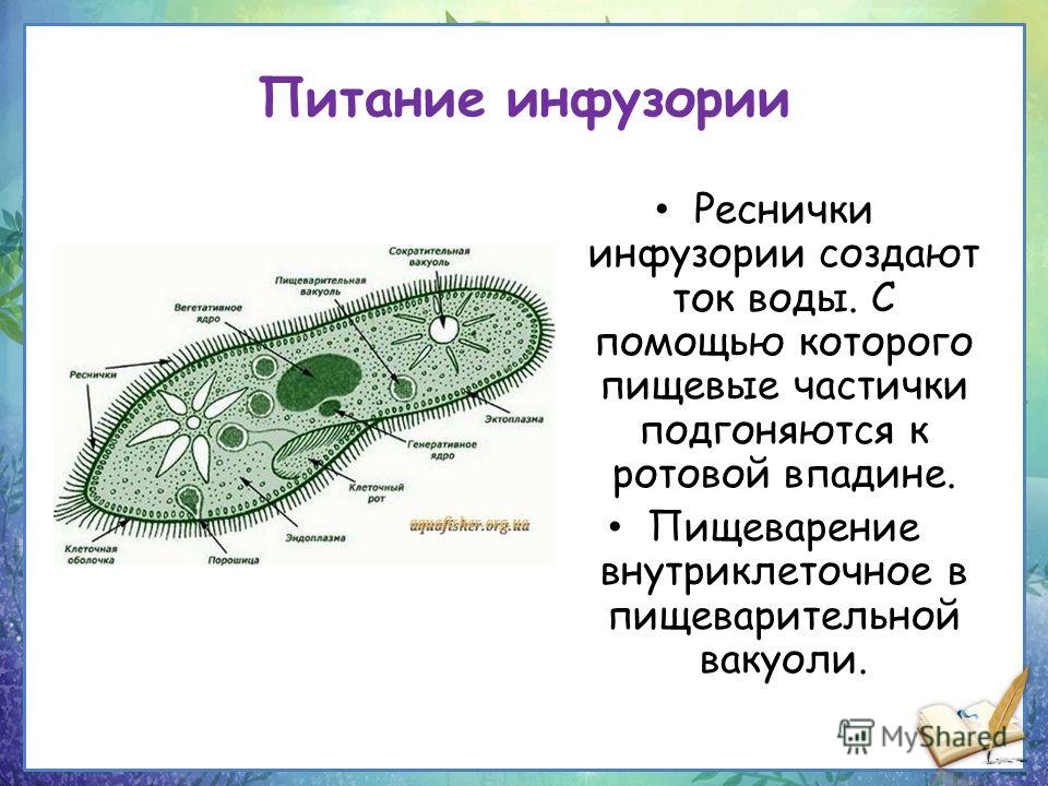 Способ питания инфузории Питаются инфузории бактериями и одноклеточными Питание инфузории туфельки - способ и тип питания