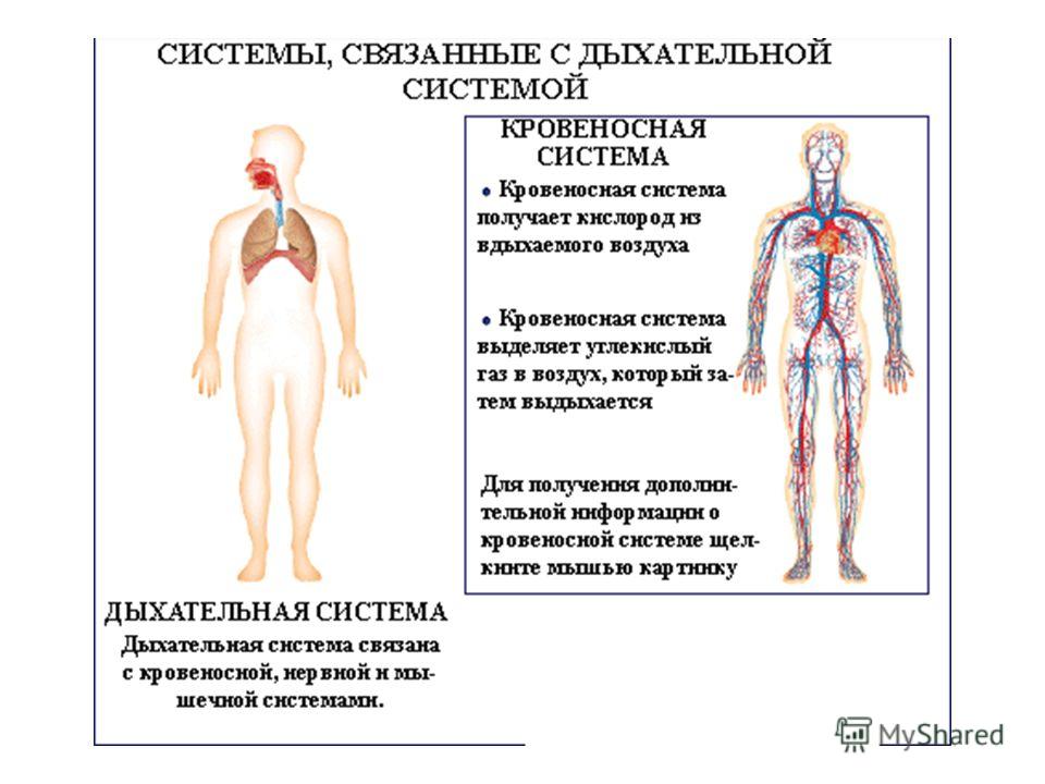 Система связанного дыхания Система связанного дыхания