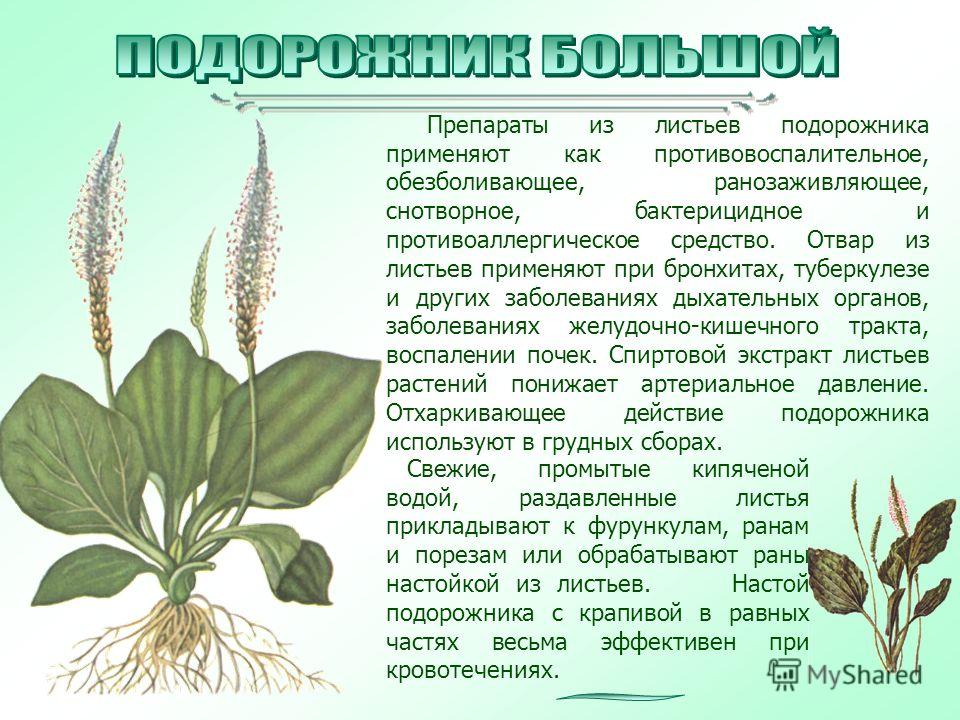 Подорожник, семена, 50 гр - купить в интернет-магазине по низкой цене на Яндекс