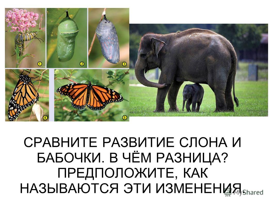 Рисунок листа герани Рисунок листа герани