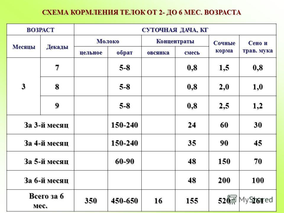Чем кормить месячных телят в домашних условиях 838