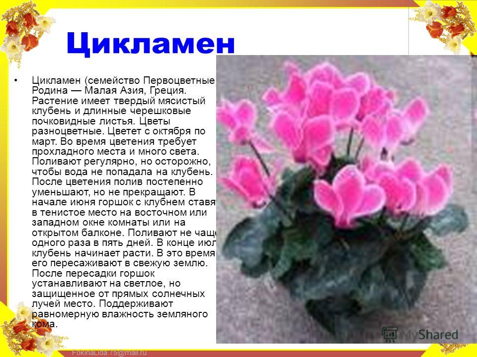 Цветение цикламена в домашних условиях Цветение цикламена в домашних условиях