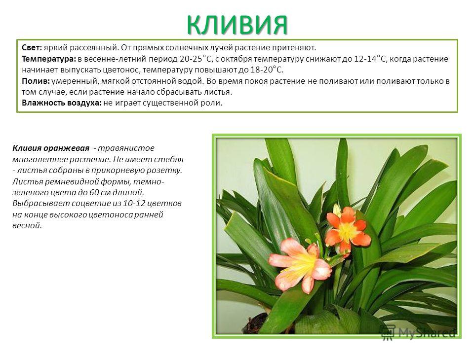 Комнатные цветы и описание и уход Комнатные цветы и описание и уход