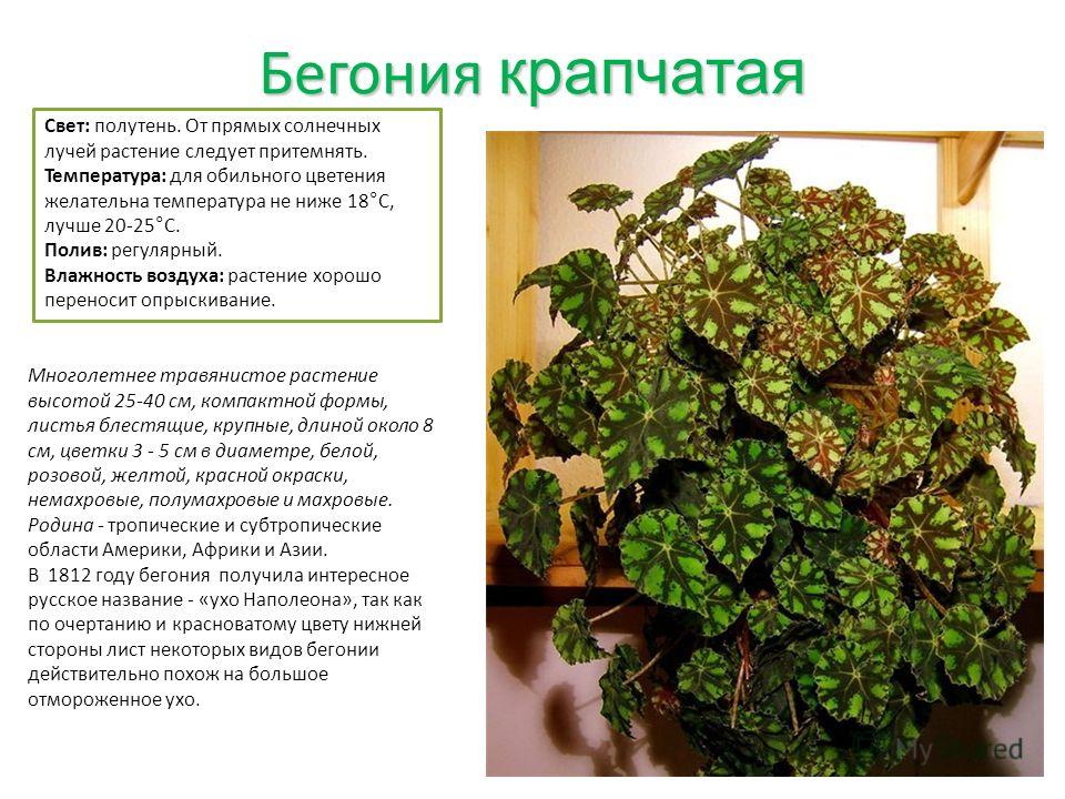 Бегония описание уход Бегония описание уход