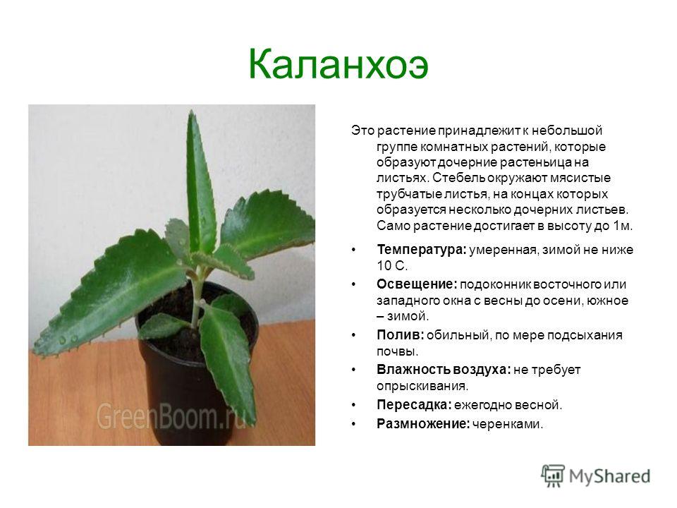 Проститутки Киева и индивидуалки, снять проститутку в Помощь семейным солдатам