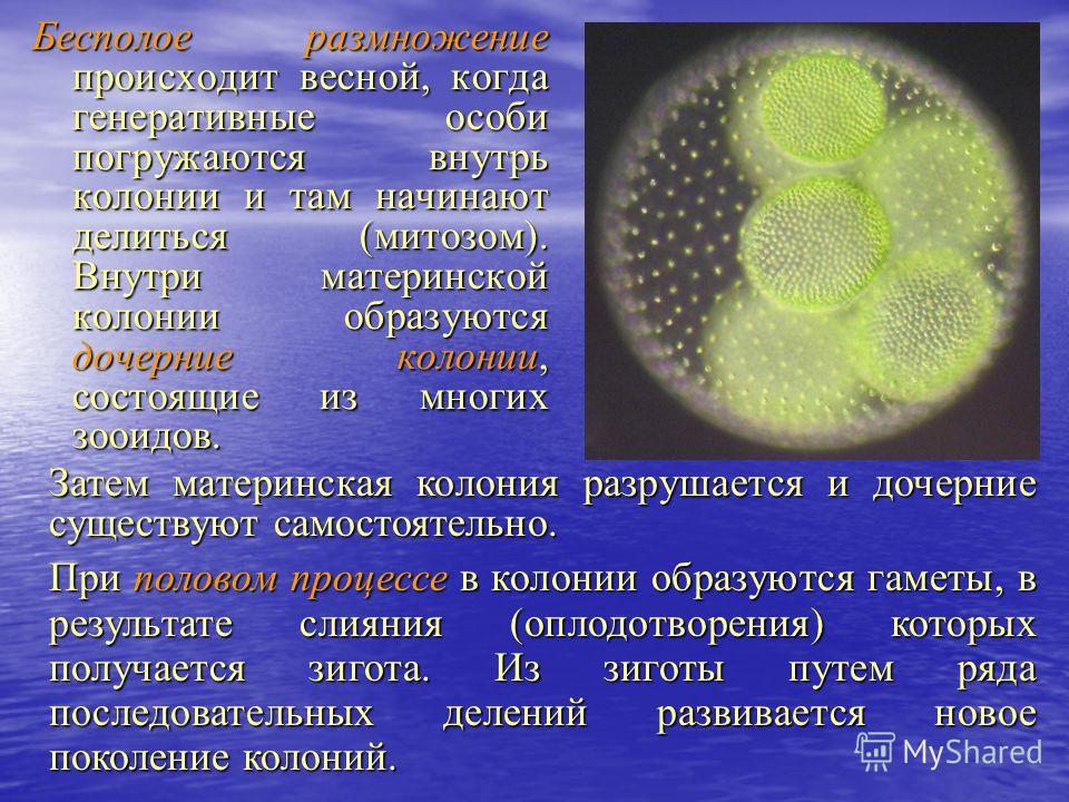 лечение тройчаткой от паразитов лечение тройчаткой от паразитов
