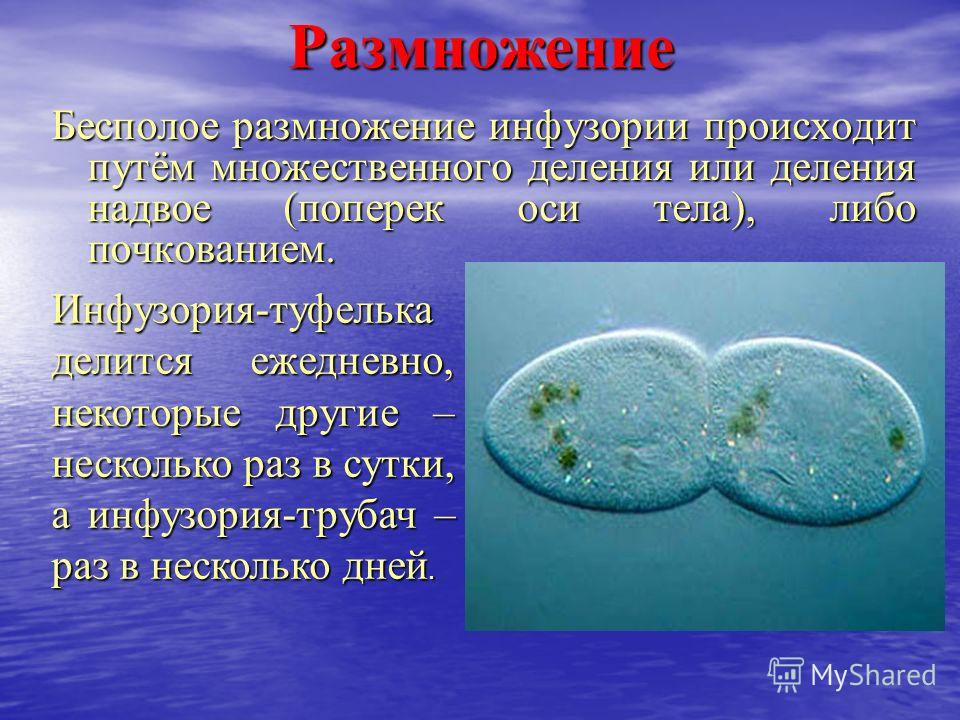Инфузории разведение Инфузории разведение