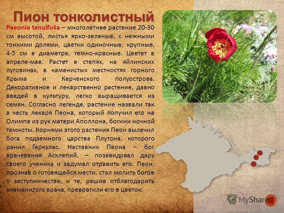 Первоцветы и раннецветущие растения Крыма