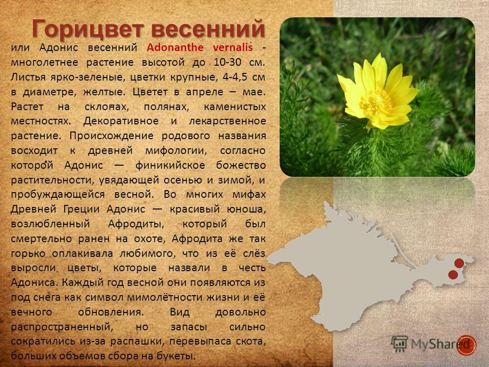 Адонис весенний Легенда