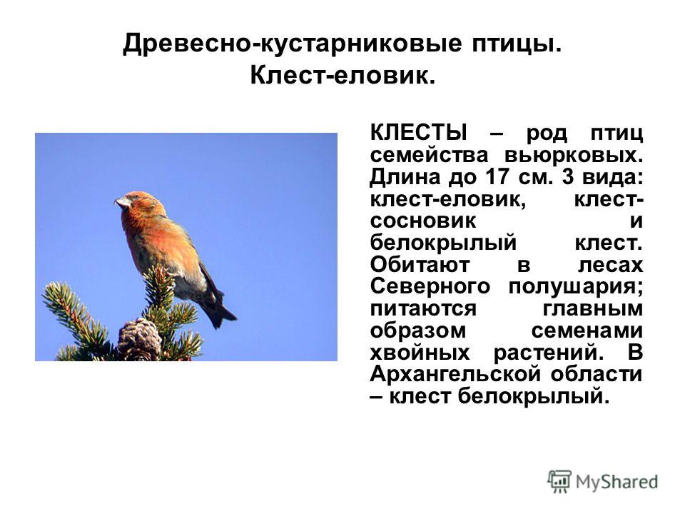 Клесты Рассказ Для Детей