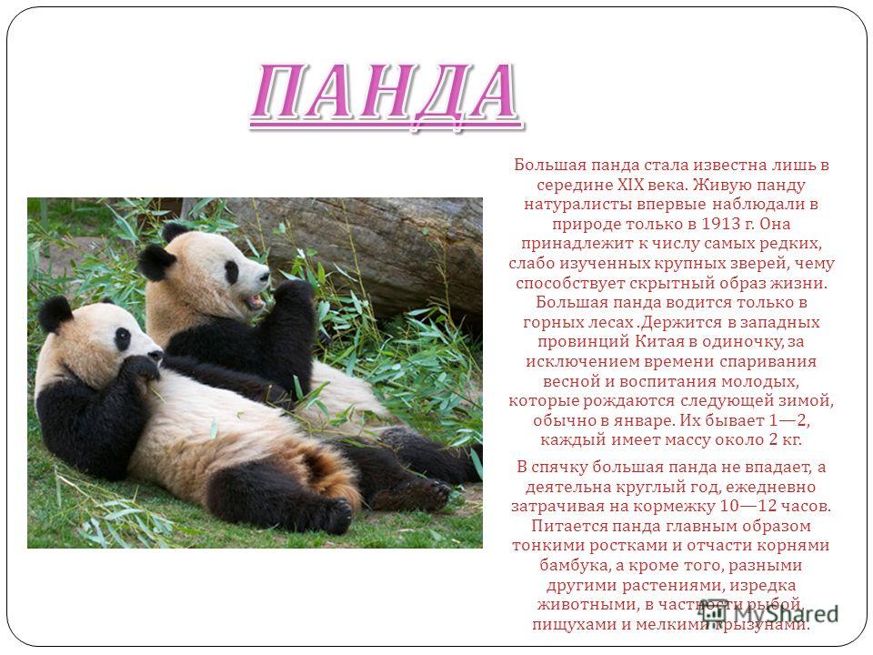 Презентация на тему Большая Панда Выполнила Фокина А