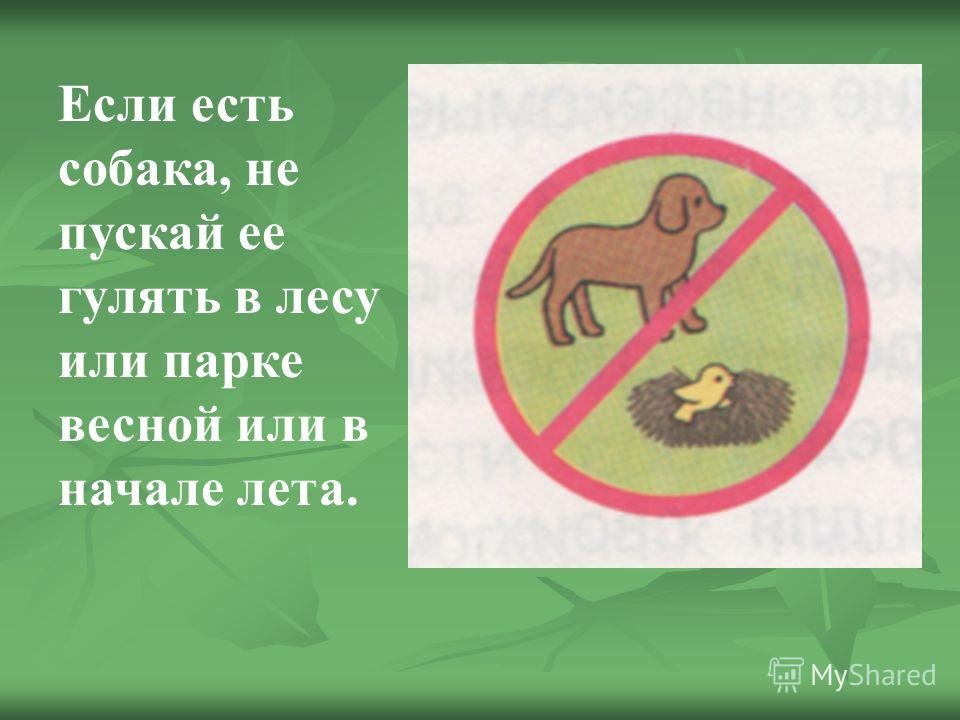 Если есть собака, не пускай ее гулять в лесу или парке весной или в начале лета.