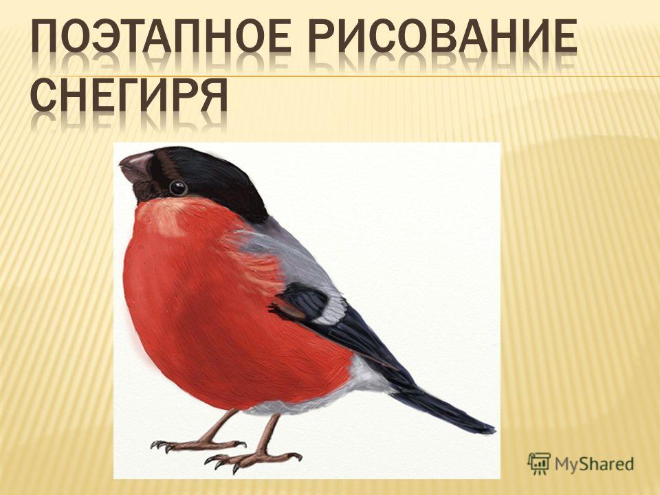Урок изо 1 класс презентация учимся рисовать птицу