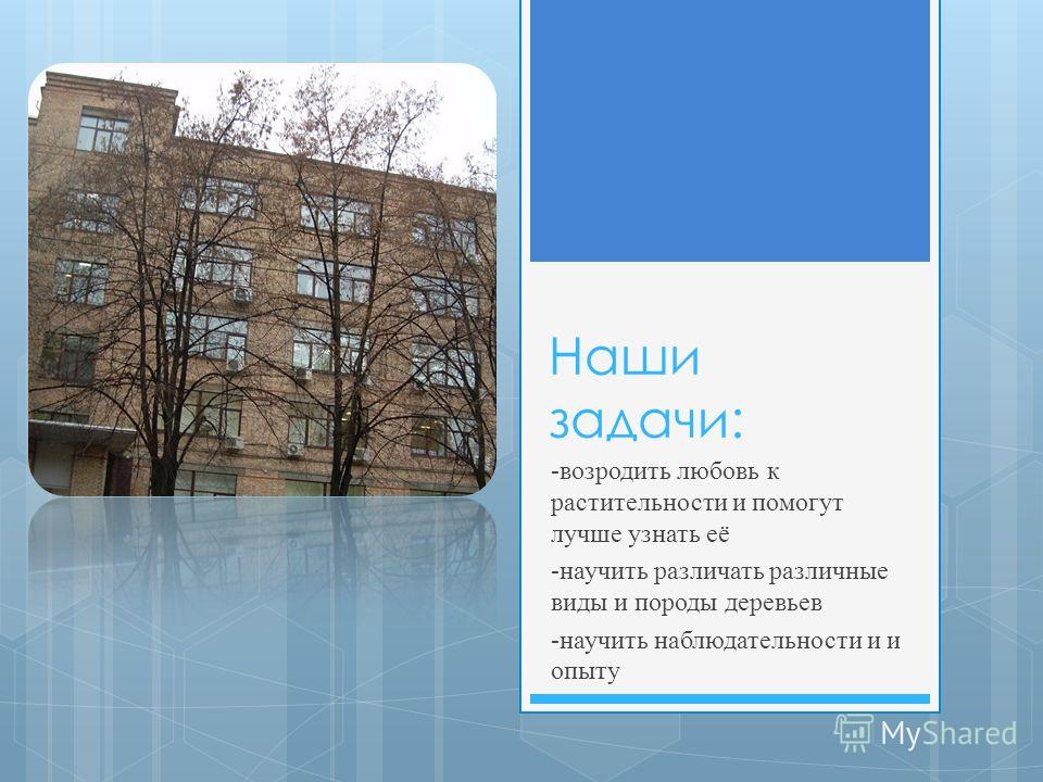 Гороскоп по деревьям презентация