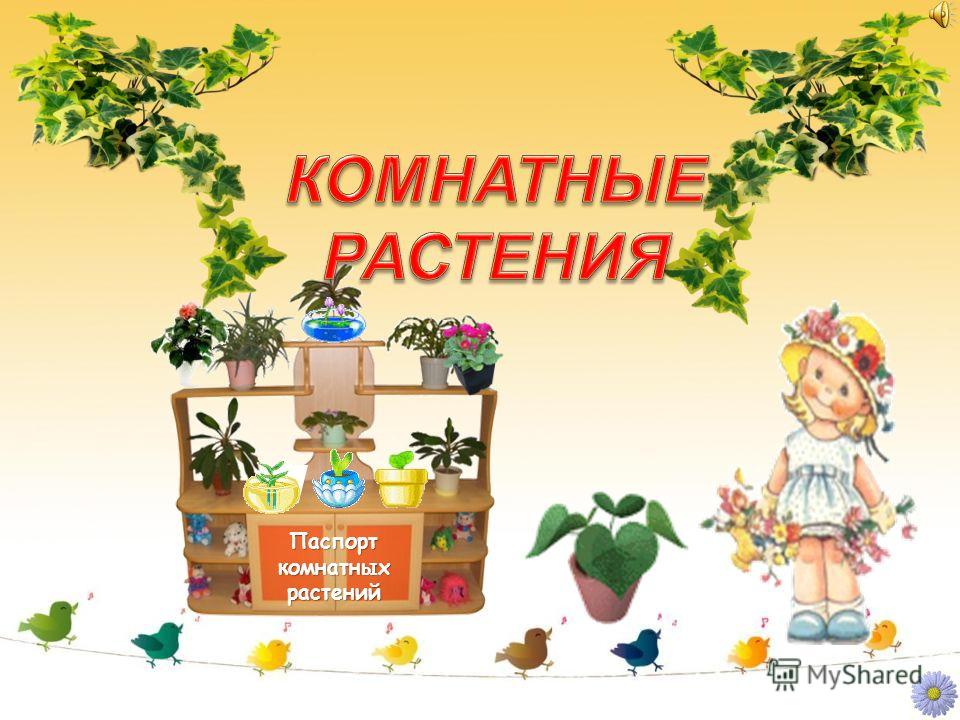 Фото комнатных цветов для доу Фото комнатных цветов для доу