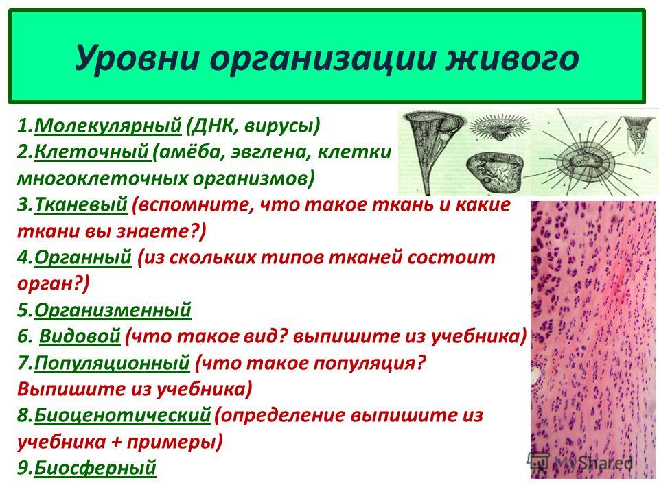 Презентация на тему: "МИР ЖИВЫХ ОРГАНИЗМОВ УРОВНИ ОРГАНИЗАЦИИ ЖИВОГО. ЖИВОЙ ОРГА