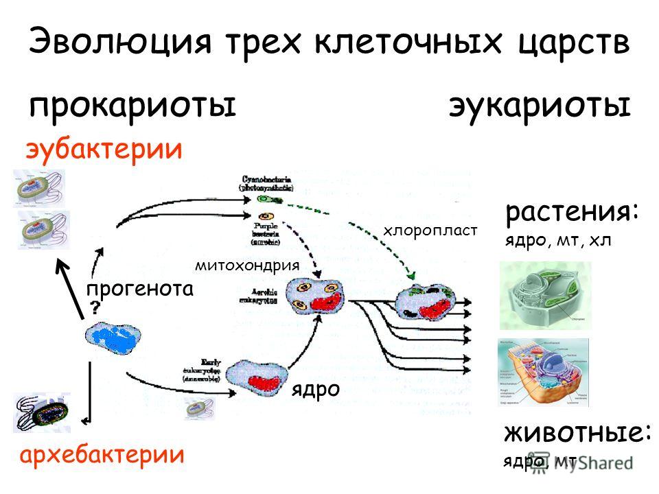 Файл:RealisationOfGenesInProEucaryotes.jpg - Википедия