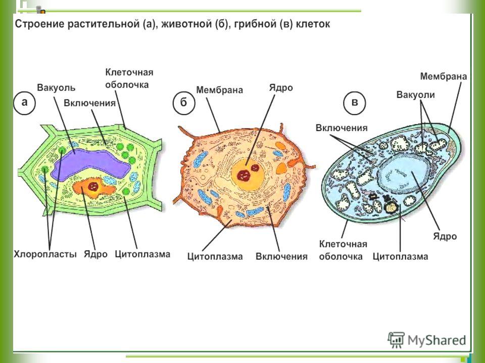 Эукариотическая клетка схема строения Эукариотическая клетка схема строения