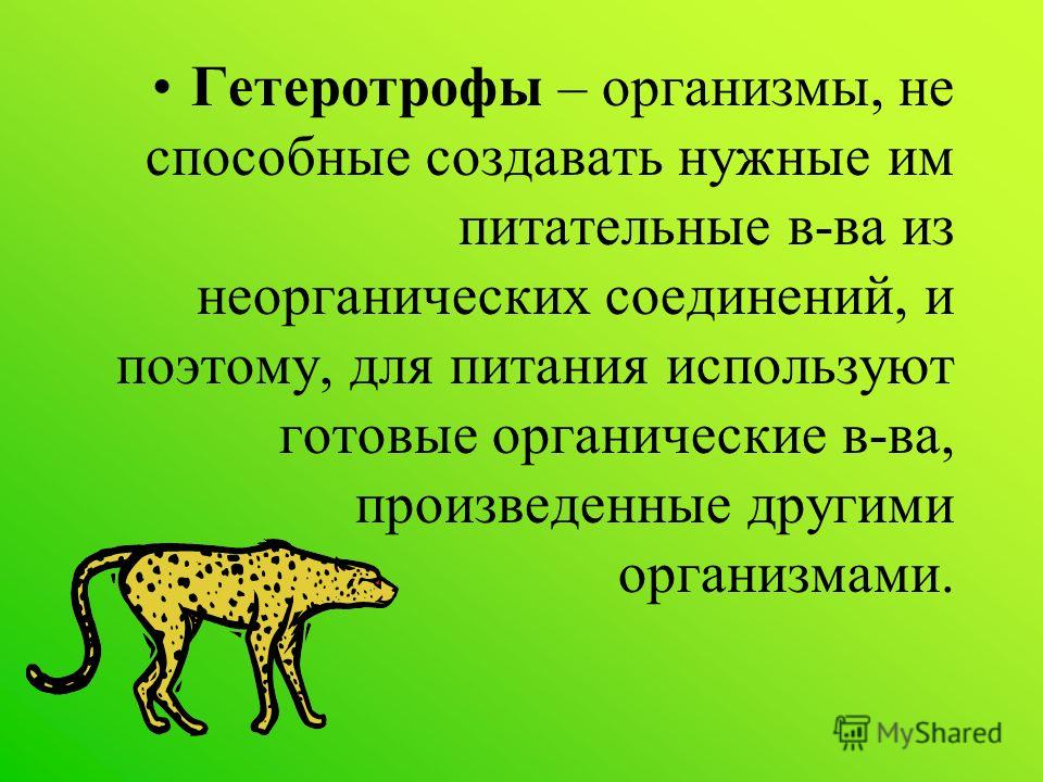 Гетеротрофный тип обмена - Telegraph