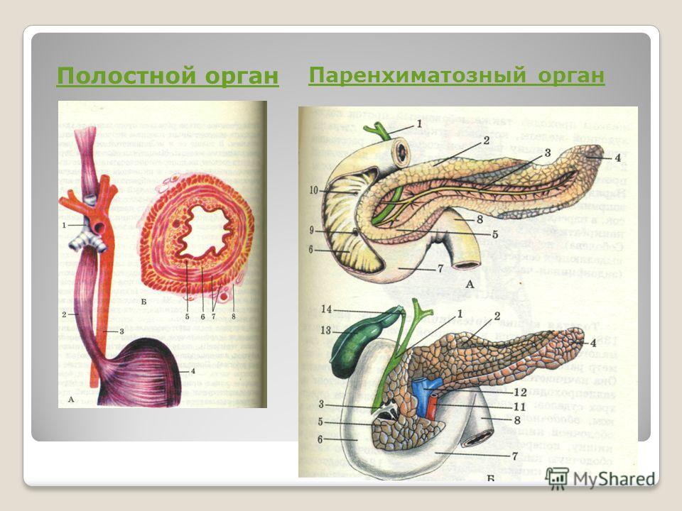 Полостной орган Паренхиматозный орган