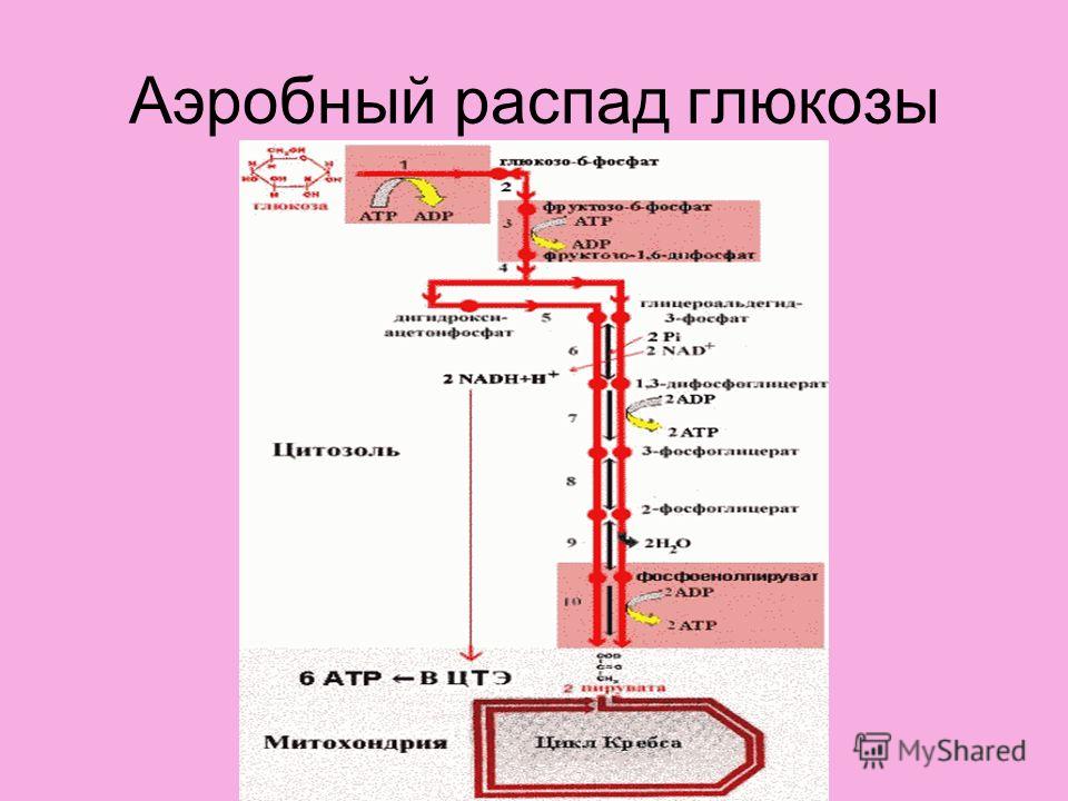 Схема аэробного распада глюкозы Схема аэробного распада глюкозы