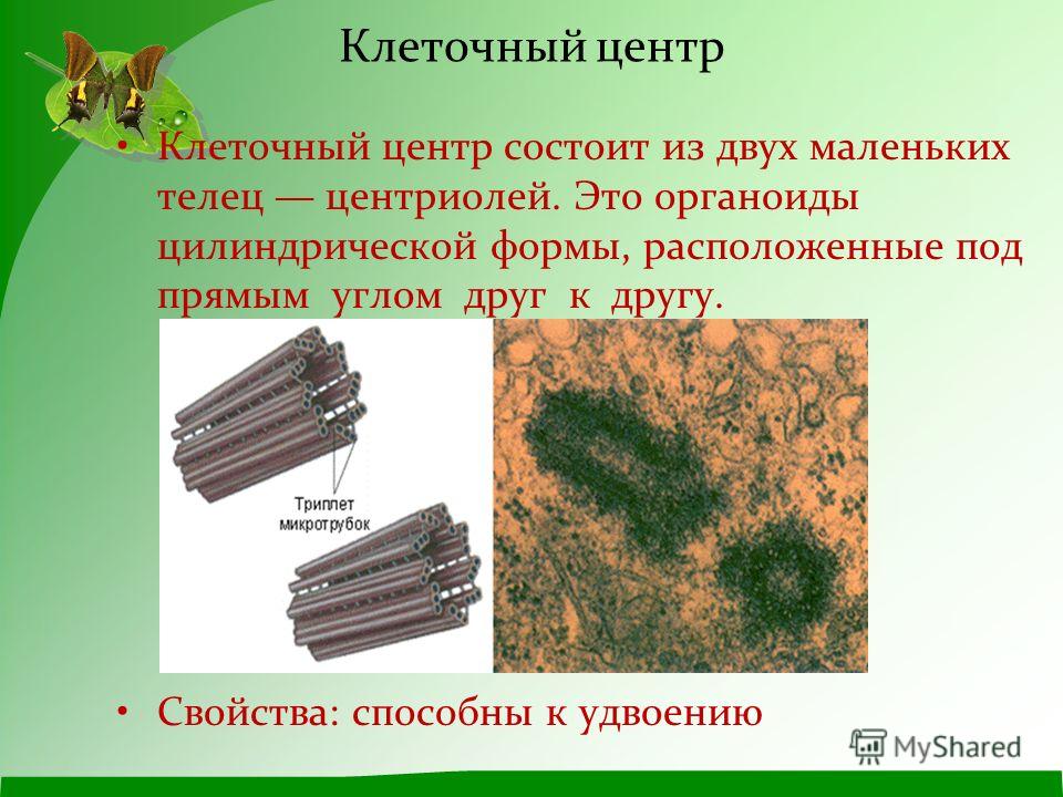 Центриоли - CollectPhoto.ru
