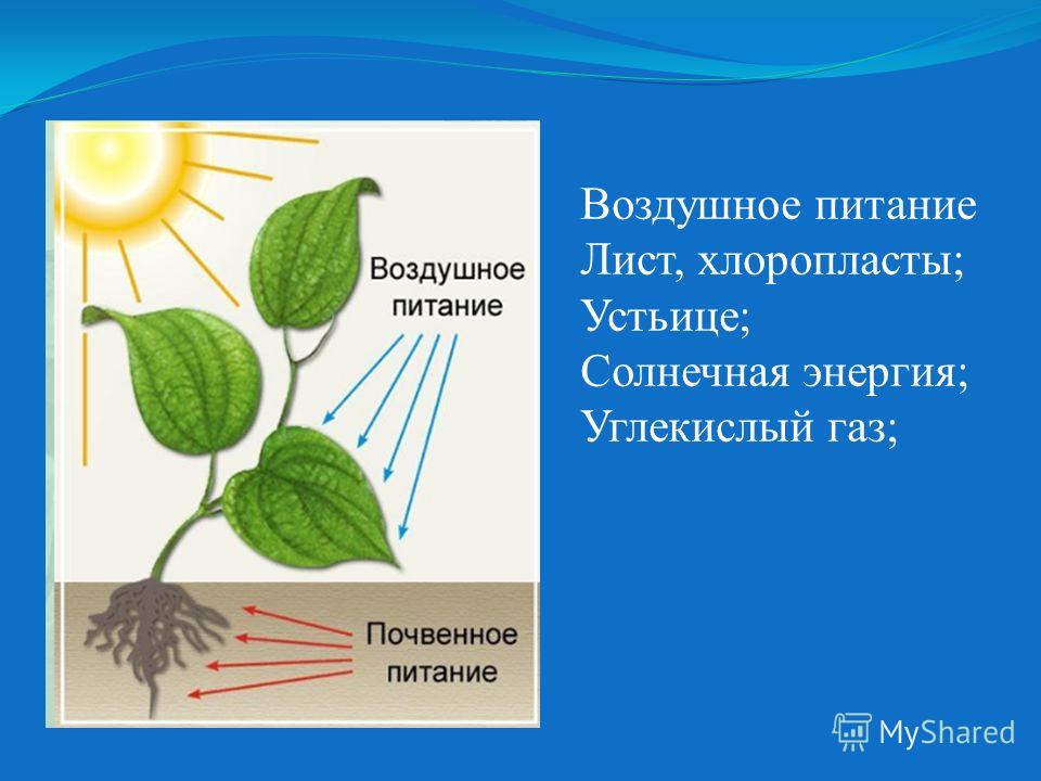 Органом Воздушного Питания Является Укажите Правильный