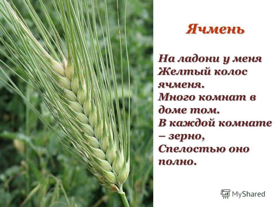 Рожь и пшеница, овес и ячмень: как отличить