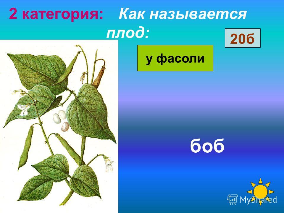 Плод фасоль называется Плод фасоль называется