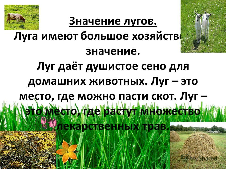 Экосистема луг для дошкольников презентация