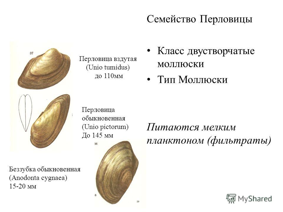 Правильная Последовательность Процесса Питания Фильтрата У Моллюсков