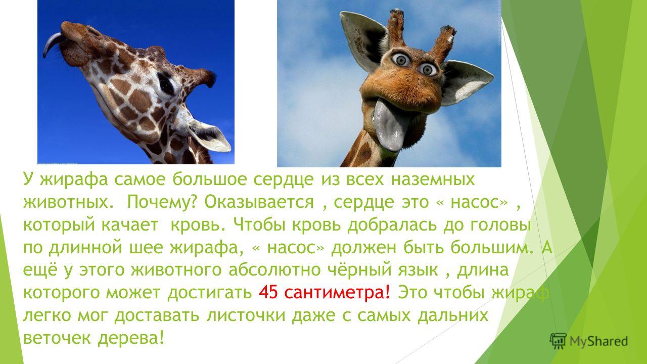 Реферат На Тему Животные России