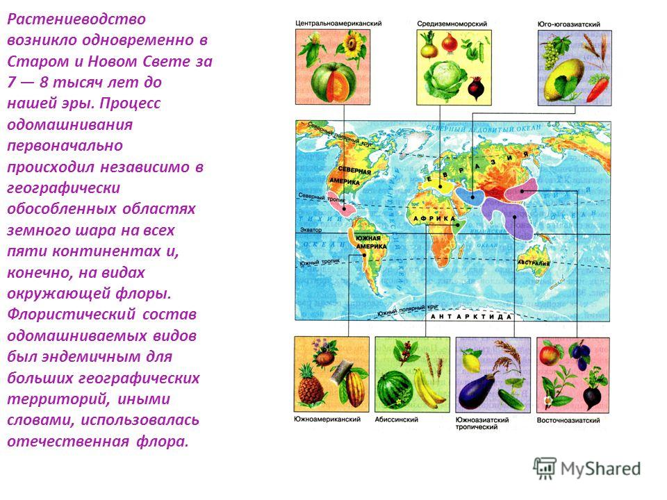 ФГБОУ ВО Челябинский государственный университет Среднеазиатский очаг происхожде