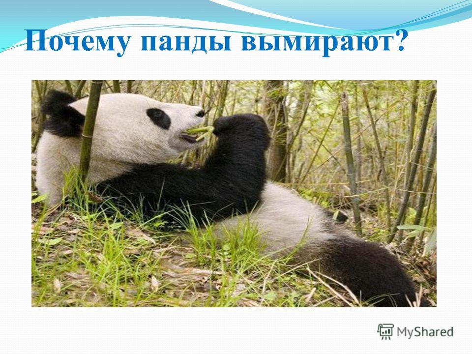 Почему панда находится под угрозой вымирания Почему панда находится под угрозой вымирания