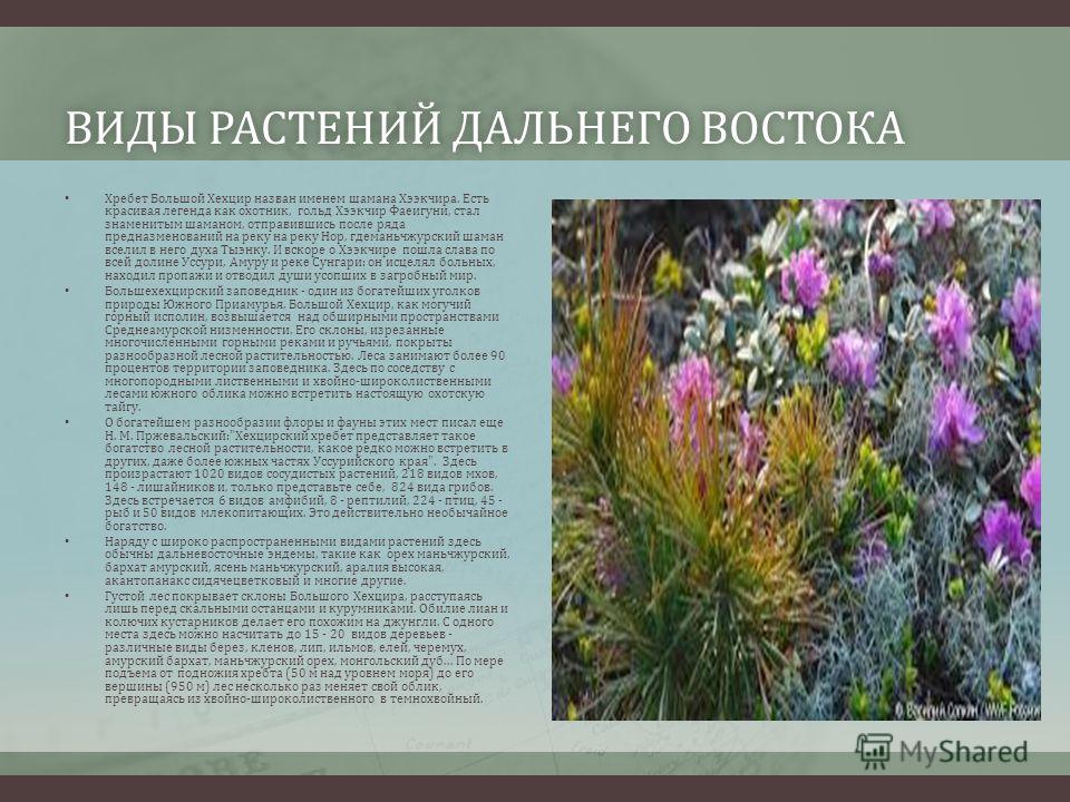 Растения красной книги амурской области - Basanova.ru