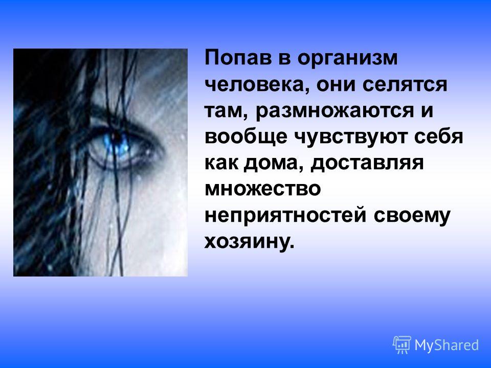 капли от глистов для собак купить капли от глистов для собак купить