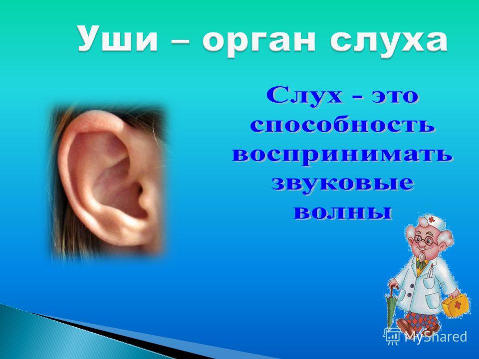 Уши – орган слуха