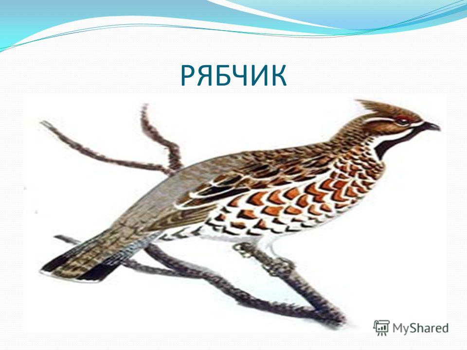 скачать как поёт рябчик