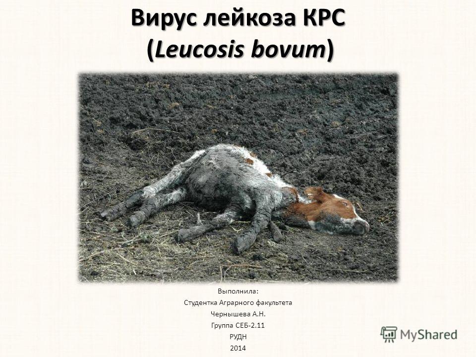 Презентация Лейкоз Крс Презентация Лейкоз Крс