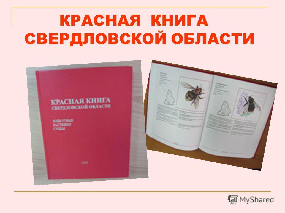Проекты о красной книге свердловской области Презентация на тему красная книга свердловской области