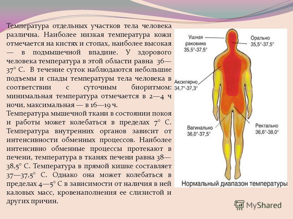 Почему меняется температура тела у человека в течении суток Почему меняется температура тела у человека в течении суток