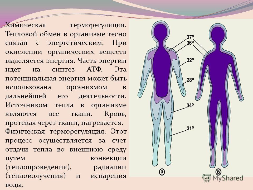 Что связано с энергетическим обменом связано Что связано с энергетическим обменом связано