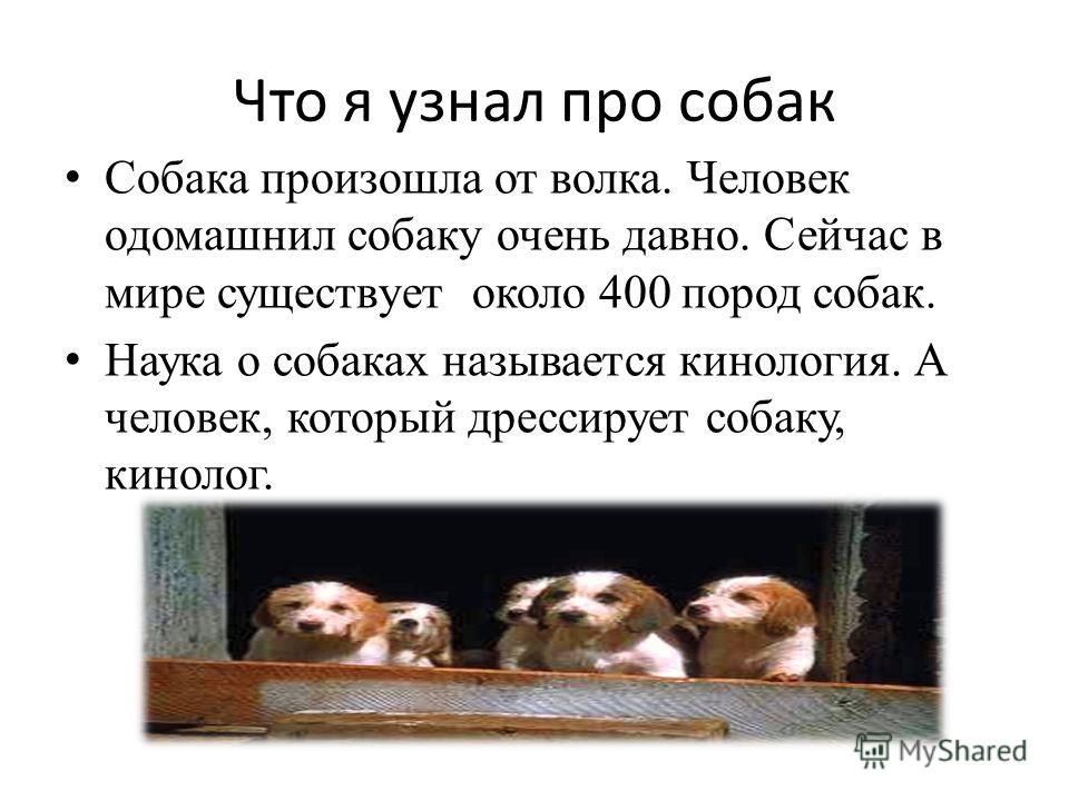 Пословицы про человек и собаку Пословицы про человек и собаку