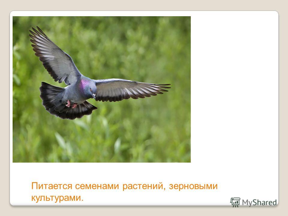 Птицы средней полосы россии книга скачать