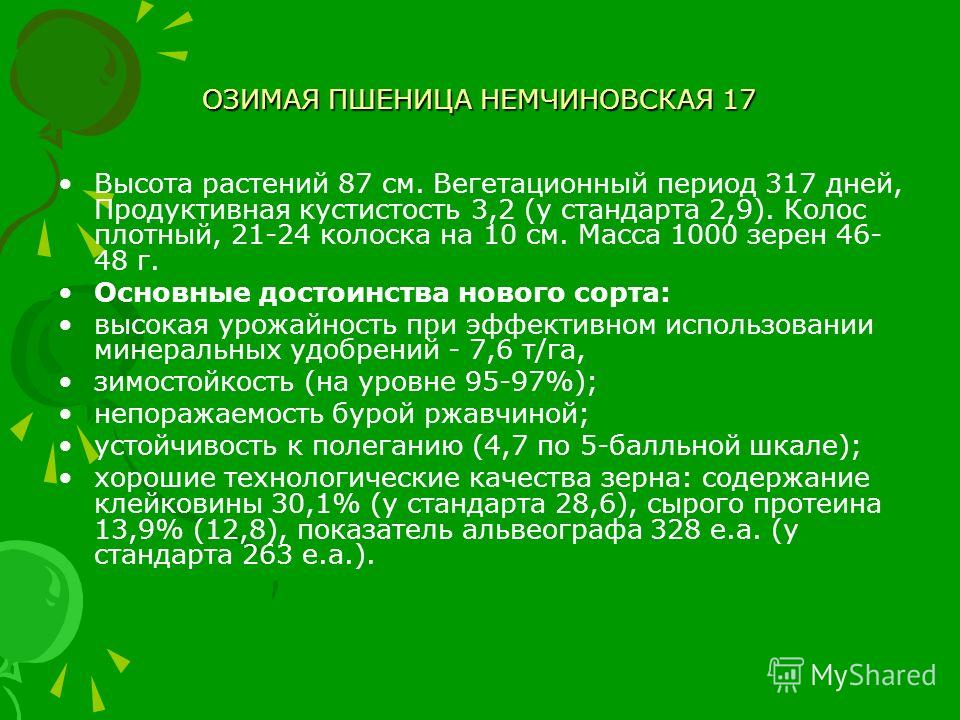 Злата сорт пшеницы Злата сорт пшеницы