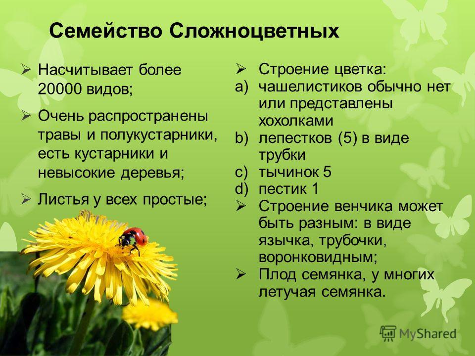 Цветы семейства сложноцветных Цветы семейства сложноцветных