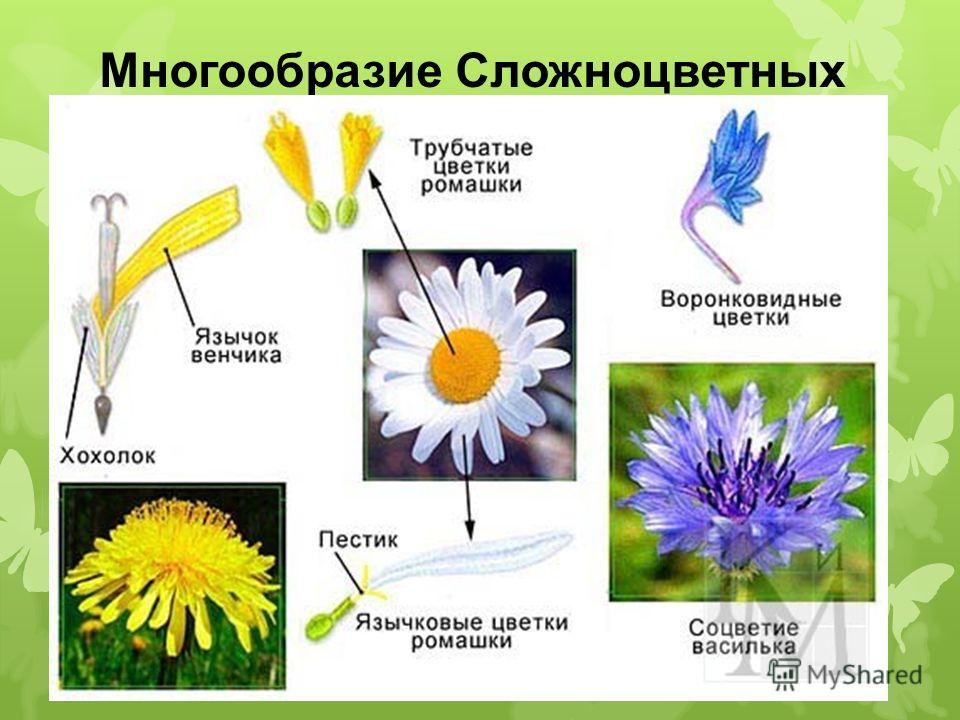 Цветы семейства сложноцветных Цветы семейства сложноцветных